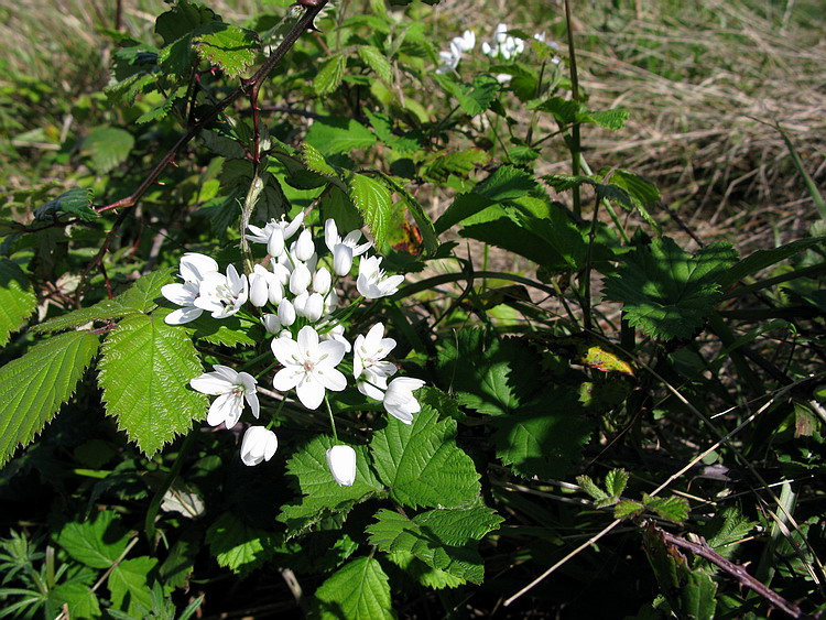 fioriture...di primavera